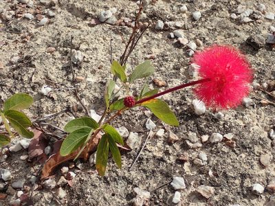 Calliandra longipes, photographed by Tsssss