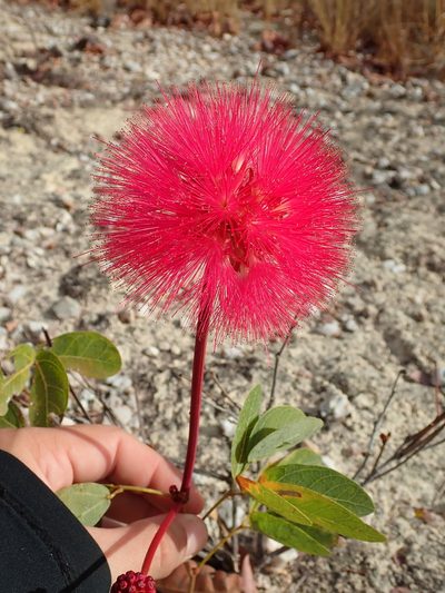 Calliandra longipes, photographed by Tsssss