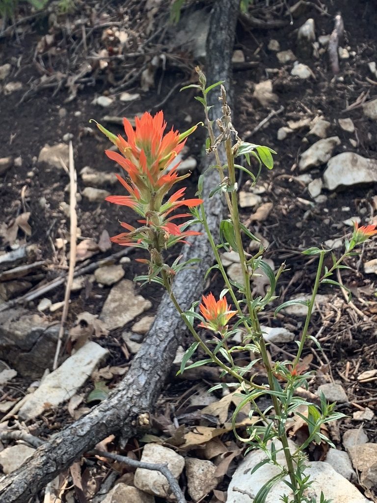Castilleja wootonii, photographed by CK2AZ