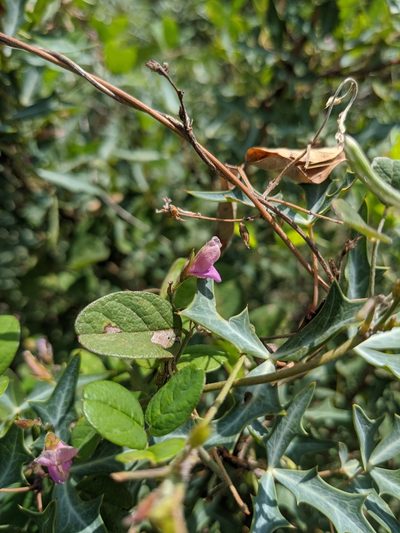 Galactia canescens, photographed by Cleveland Powell