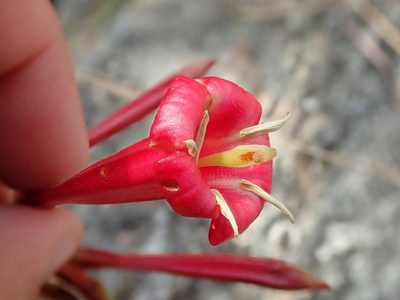 Augusta longifolia, photographed by Tsssss
