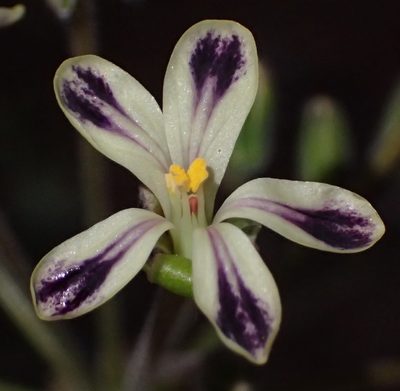 Pelargonium lobatum, photographed by Nicola van Berkel