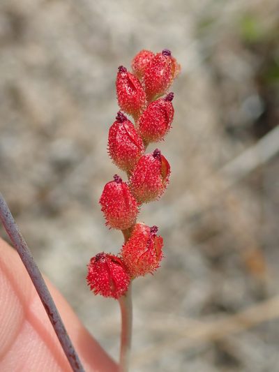 Drosera sessilifolia, photographed by Tsssss