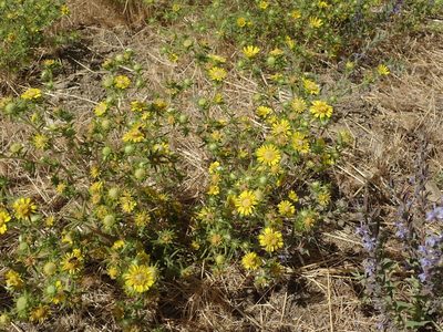 Centromadia fitchii, photographed by joergmlpts