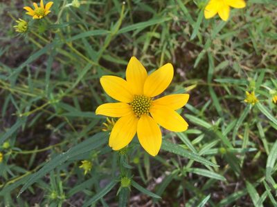 Helianthus porteri, photographed by lejones417