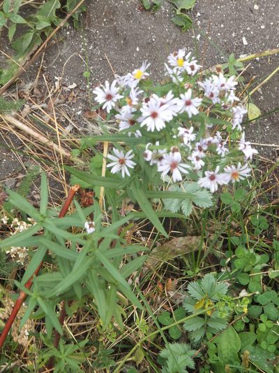 Symphyotrichum eatonii, photographed by dougbrown