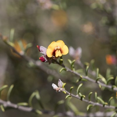 Dillwynia uncinata, photographed by Kym Nicolson