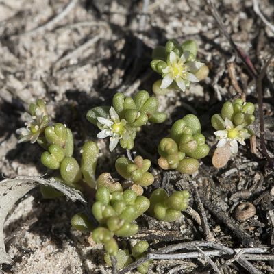 Calandrinia granulifera, photographed by Kym Nicolson