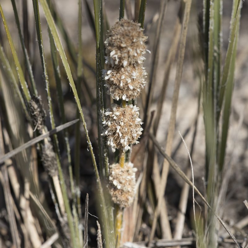 Lomandra leucocephala, photographed by Kym Nicolson