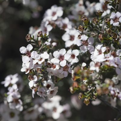 Rinzia orientalis, photographed by Kym Nicolson
