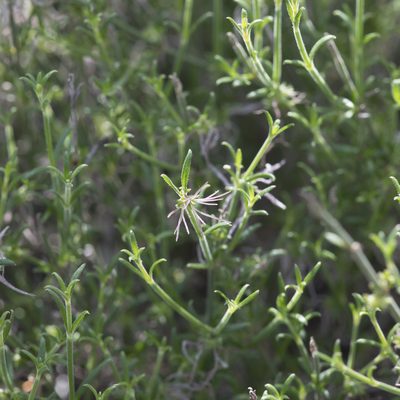 Opercularia turpis, photographed by Kym Nicolson