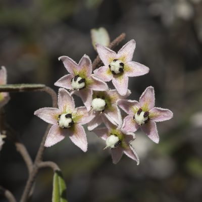 Lasiopetalum behrii, photographed by Kym Nicolson