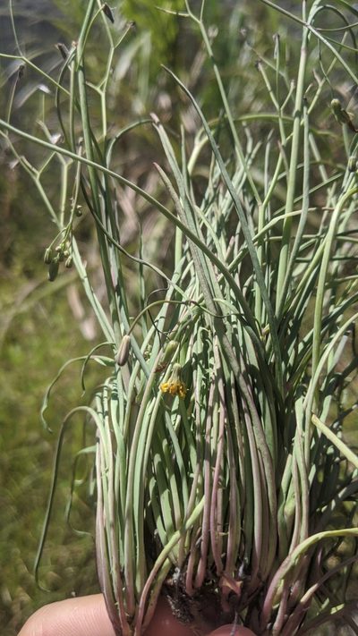 Ixeris tamagawaensis, photographed by Cheng-Te Hsu