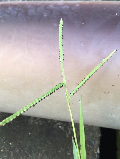 Paspalum orbiculare, photographed by chen ying-hsiao