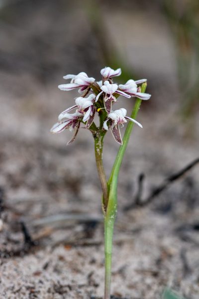 Prasophyllum cucullatum, photographed by Cal Wood