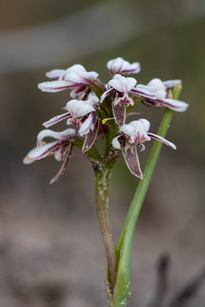 Prasophyllum cucullatum, photographed by Cal Wood