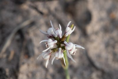 Prasophyllum cucullatum, photographed by Cal Wood