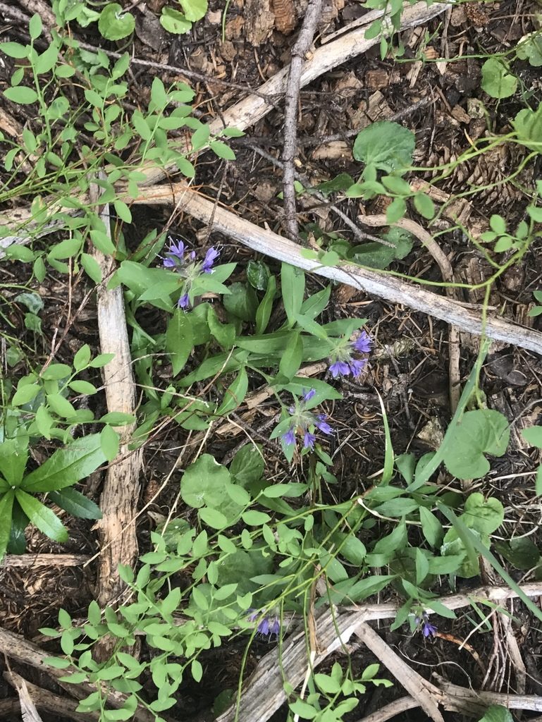 Collomia mazama, photographed by Stephanie Taylor
