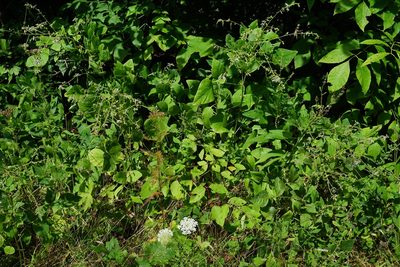 Desmodium canescens, photographed by Summit Metro Parks