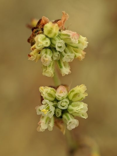 Eriogonum viridescens, photographed by Alex Heyman