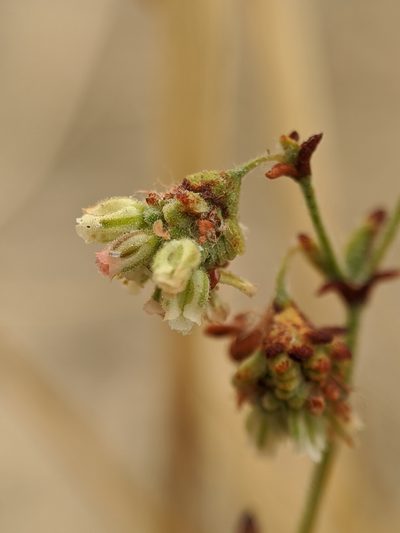 Eriogonum viridescens, photographed by Alex Heyman