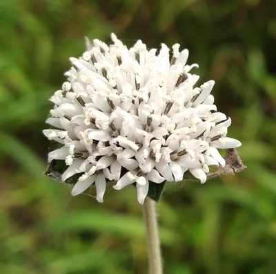 Lagascea mollis, photographed by muddytortoise