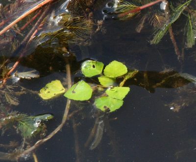 Trapella sinensis, photographed by Oleg Kosterin