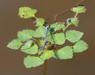 Trapa incisa, photographed by Oleg Kosterin