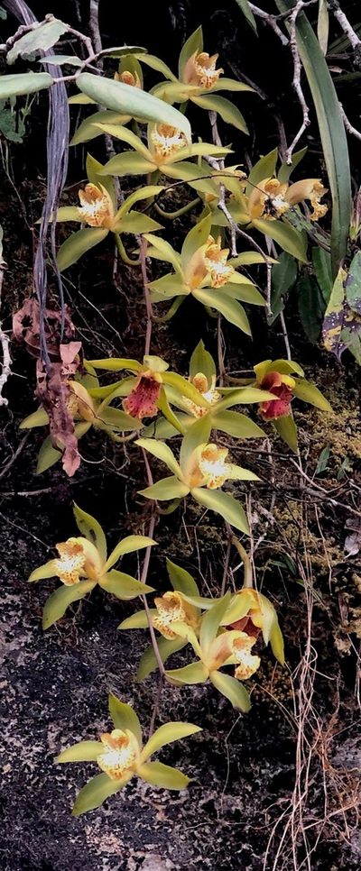 Cymbidium hookerianum, photographed by desertnaturalist
