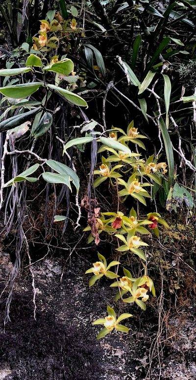 Cymbidium hookerianum, photographed by desertnaturalist