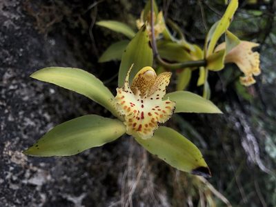 Cymbidium hookerianum, photographed by desertnaturalist