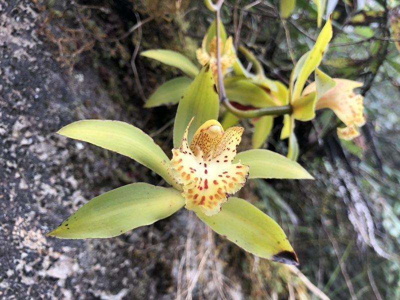 Cymbidium hookerianum, photographed by desertnaturalist