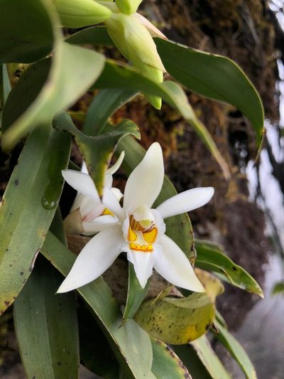 Coelogyne nitida, photographed by desertnaturalist
