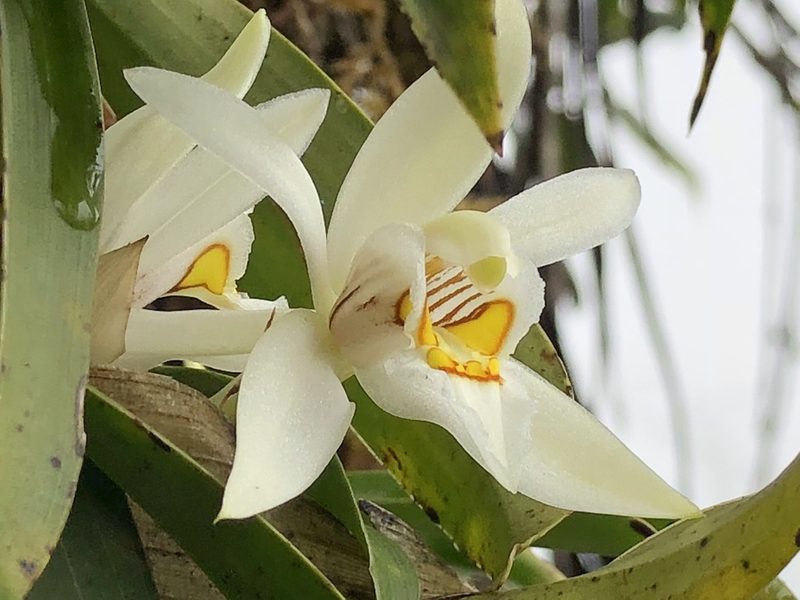 Coelogyne nitida, photographed by desertnaturalist