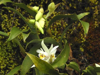 Coelogyne nitida, photographed by desertnaturalist