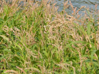 Persicaria glabra, photographed by Goforth