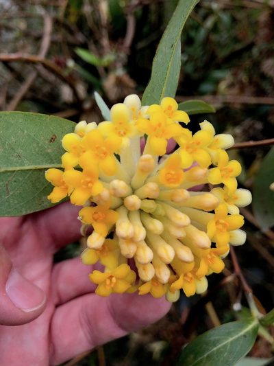 Edgeworthia gardneri, photographed by desertnaturalist