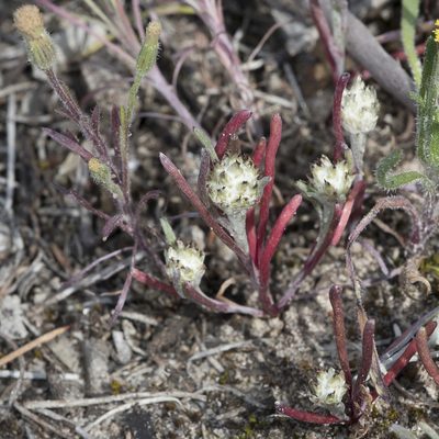 Blennospora drummondii, photographed by Kym Nicolson