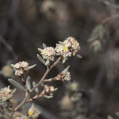 Spyridium subochreatum, photographed by Kym Nicolson