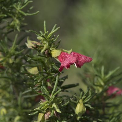 Prostanthera aspalathoides, photographed by Kym Nicolson