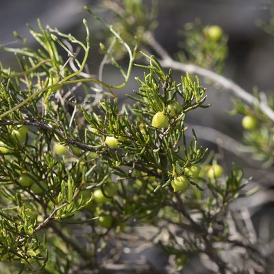 Dodonaea hexandra, photographed by Kym Nicolson