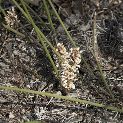 Lomandra juncea, photographed by Kym Nicolson