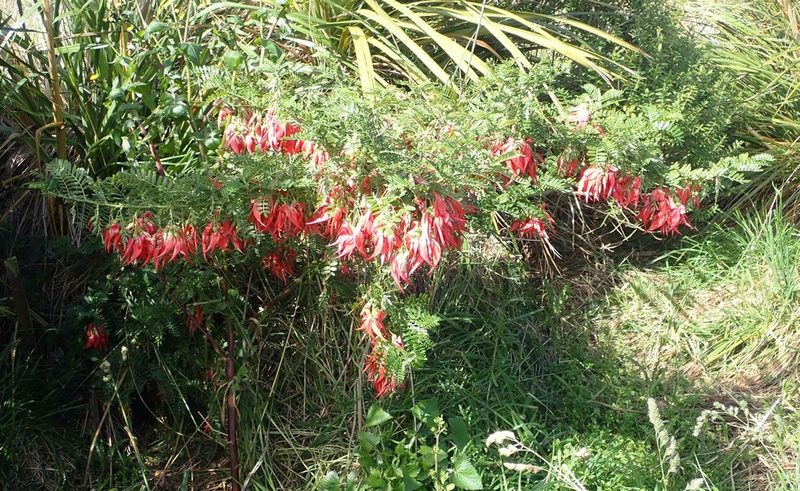 Clianthus puniceus, photographed by John Steel
