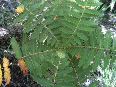 Actinocheita filicina, photographed by Eugenio Padilla