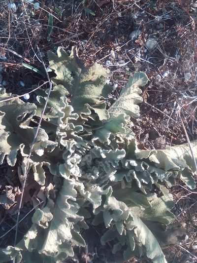 Verbascum undulatum, photographed by Михаил Орлов