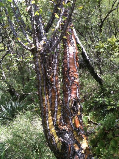 Fouquieria ochoterenae, photographed by Eugenio Padilla