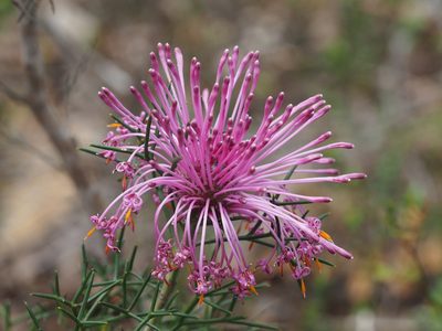 Isopogon formosus, photographed by Brett Coulstock