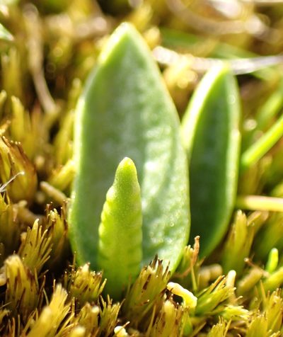 Ophioglossum lusitanicum, photographed by corunastylis