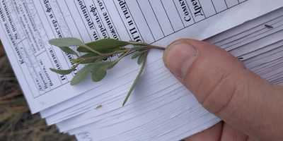 Halimione pedunculata, photographed by Yurii Basov
