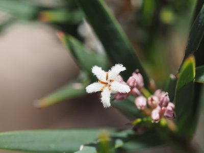 Leucopogon australis, photographed by Brett Coulstock